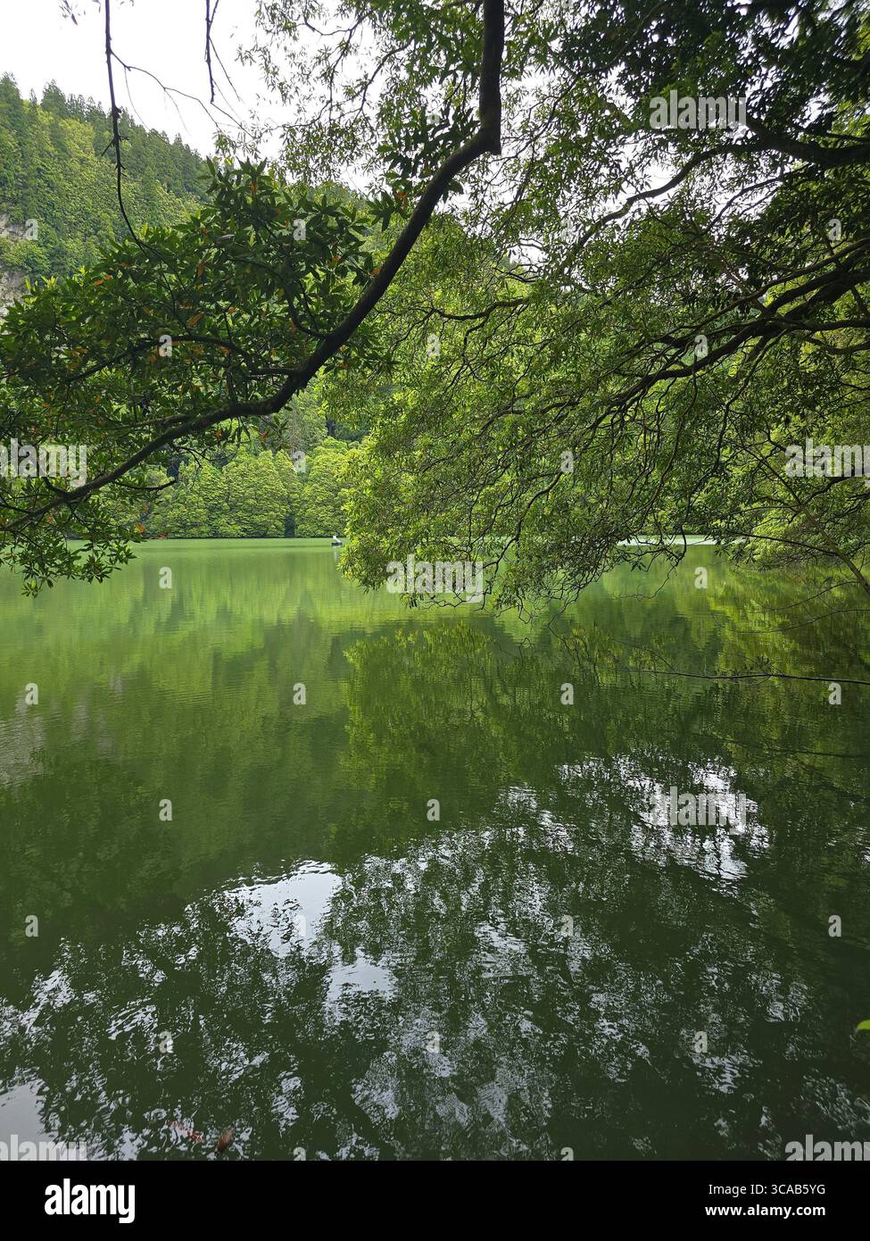 Lagoa do Congro lake surrounded by forest, on a hiking trail in São Miguel Island, Azores, Portugal. - Smartphone Captured Stock Image