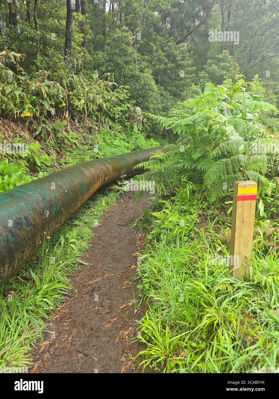 Hiking trail passing streams, dams, and active water pipes in the Azores, Portugal. - Smartphone Captured Stock Image
