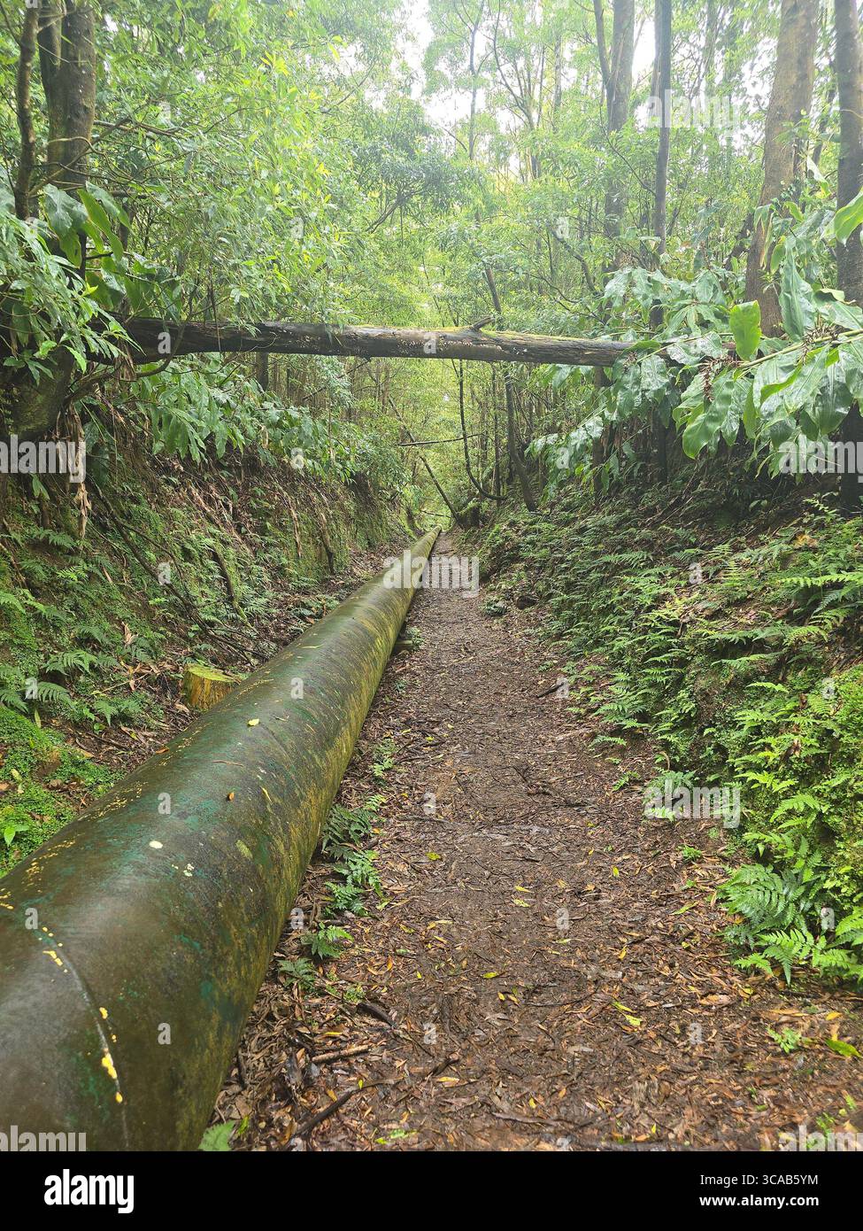 Hiking trail passing streams, dams, and active water pipes in the Azores, Portugal. - Smartphone Captured Stock Image