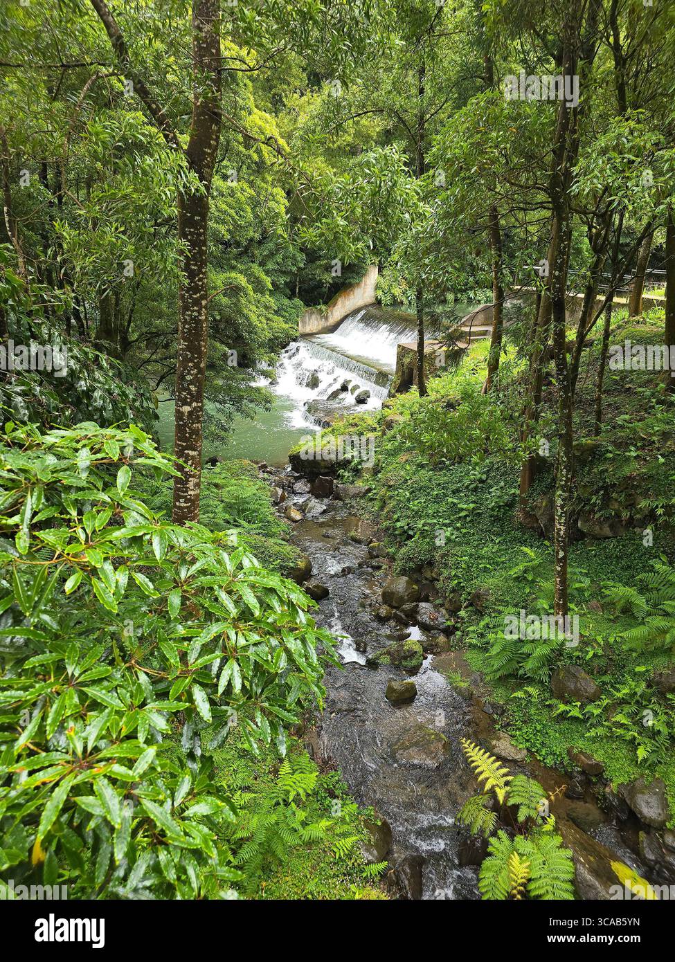 Hiking trail passing streams, dams, and active water pipes in the Azores, Portugal. - Smartphone Captured Stock Image