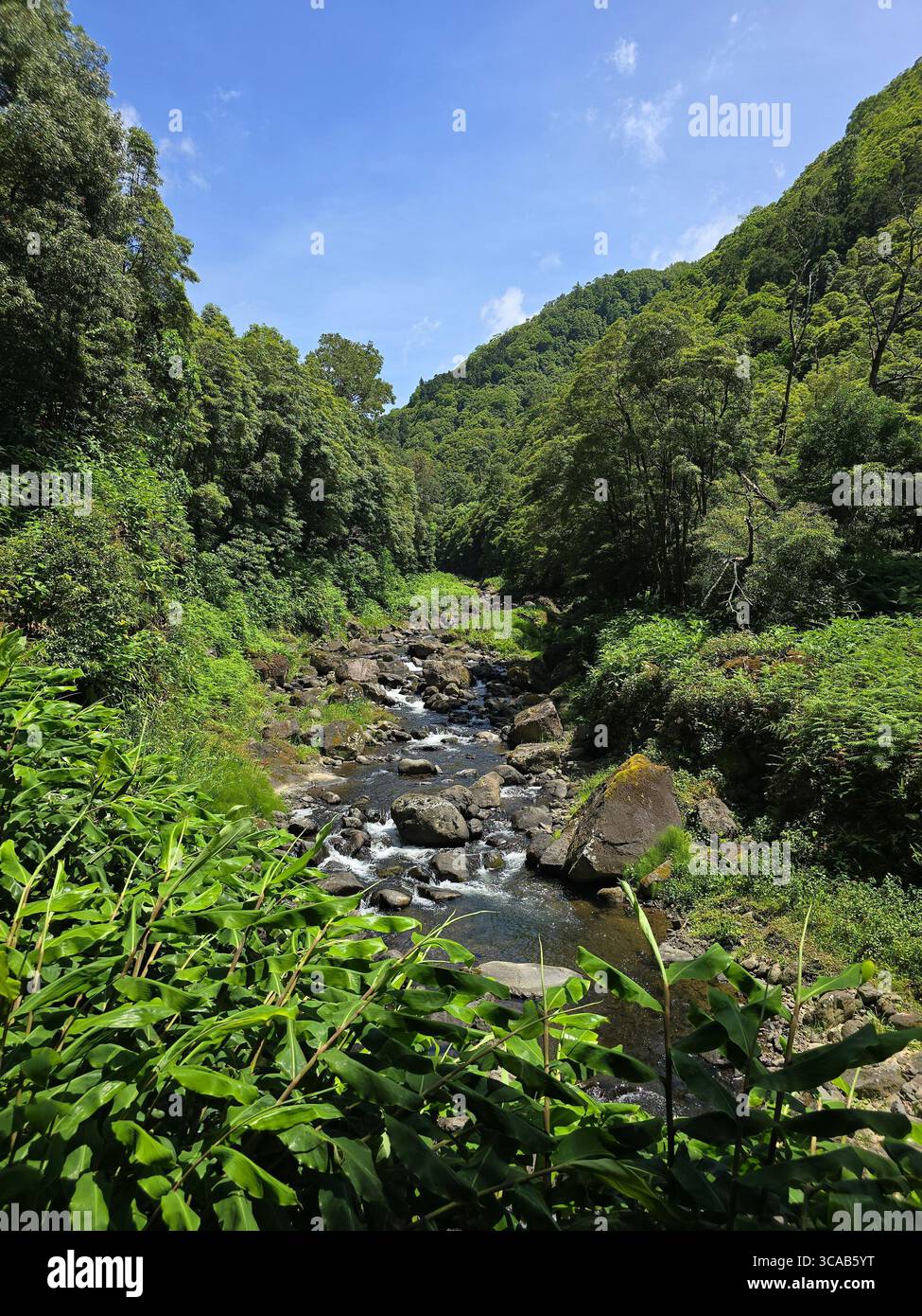 Dense forest vegetation along hiking trails in the Azores, Portugal. - Smartphone Captured Stock Image
