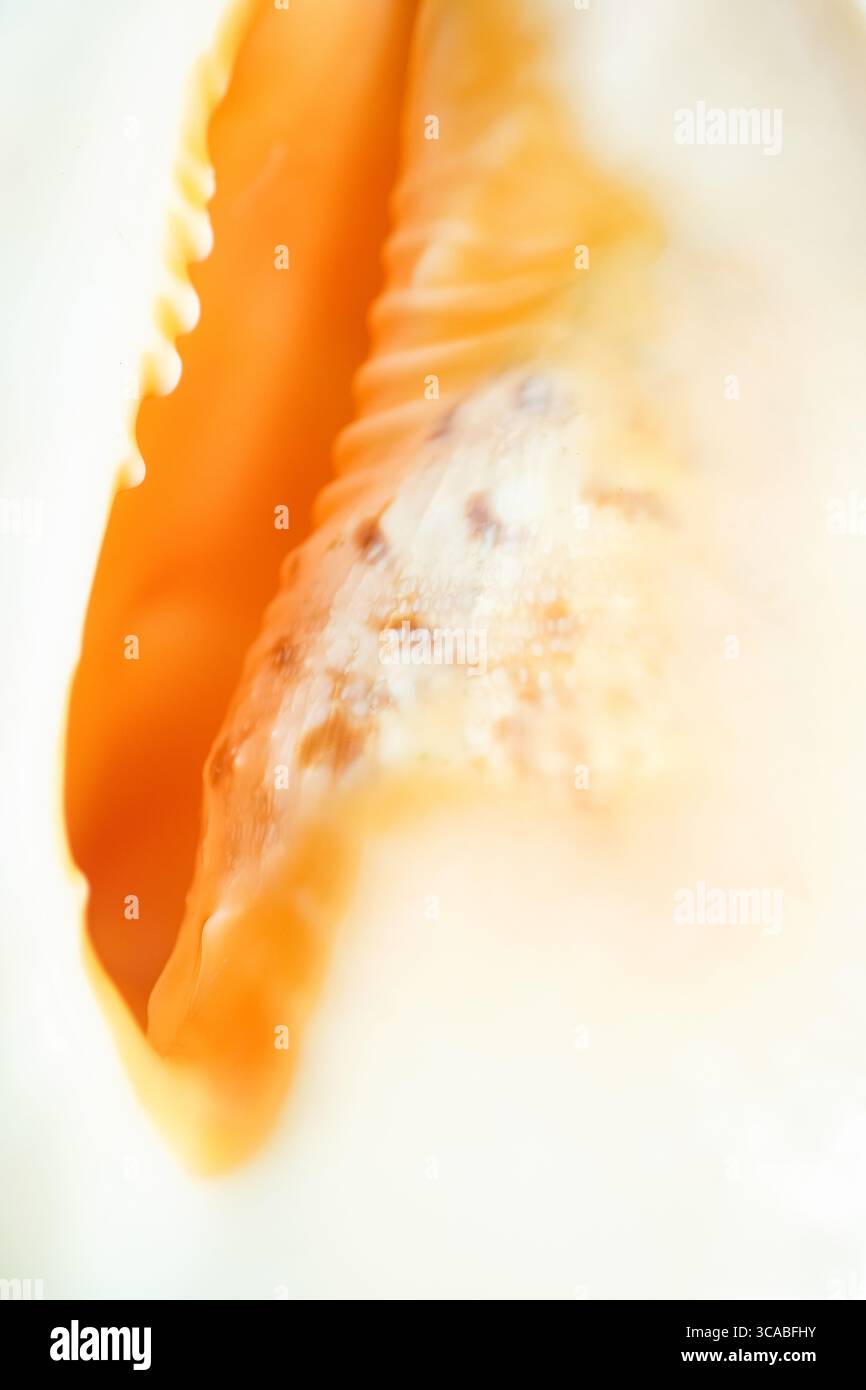 Cream Conch Shell Close-up macro photograph of a conch sea shell showing its natural ...