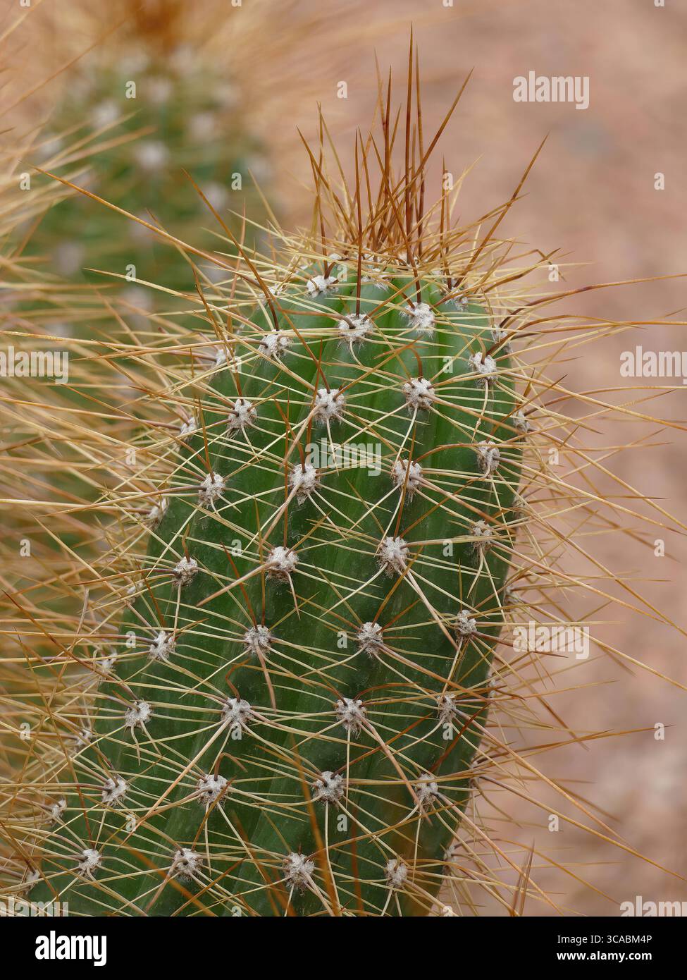 MARRAKECH, MOROCCO - MAR 26, 2022 - Close-up of Echinopsis Terscheckii cactus, featuring verdant succulent body, sharp spines against botanical garden Stock Photo