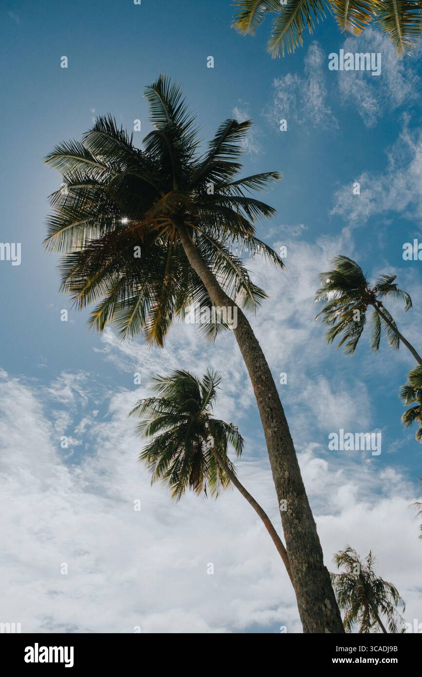 Tall coconut palms stretch hi-res stock photography and images - Alamy