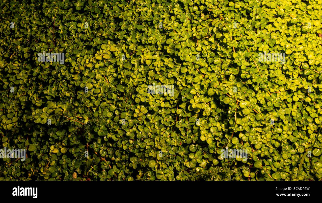 Little leaves on a garden, well defined and useful for texture designs. Stock Photo