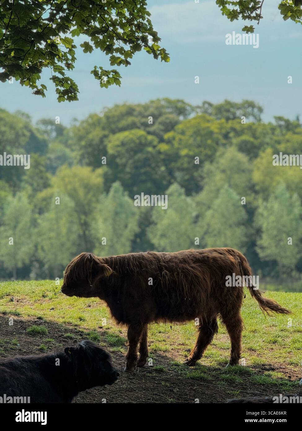 Bibury - where animals and cottages complete the fairytale. - Smartphone Captured Stock Image