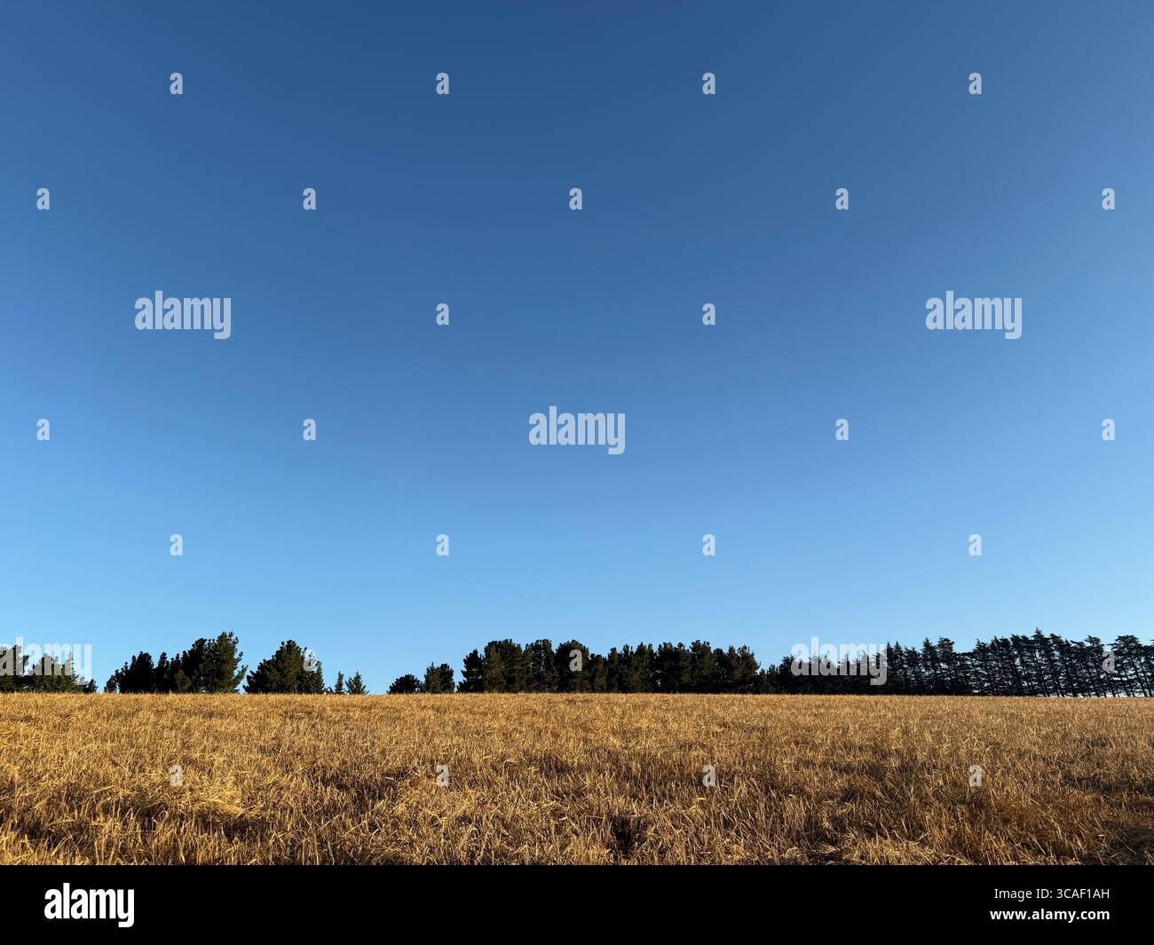 Golden barley field under a bright blue sky on a summer day in rural New Zealand, ready for harvesting - Smartphone Captured Stock Image