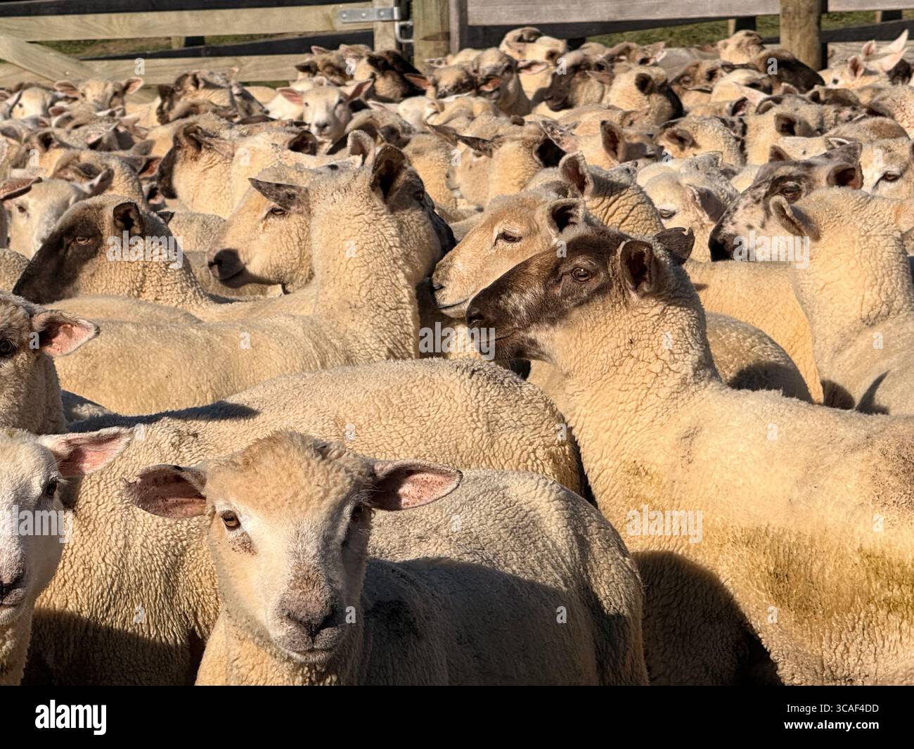 Large flock of freshly shorn sheep gathered in a holding pen on a sunny summer day, New Zealand farm. - Smartphone Captured Stock Image