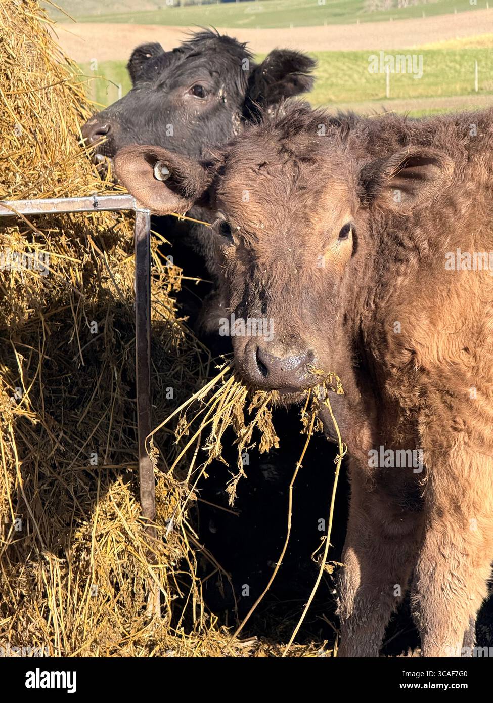 Two beef cattle feeding on hay in a rural farm paddock, New Zealand agriculture scene - Smartphone Captured Stock Image