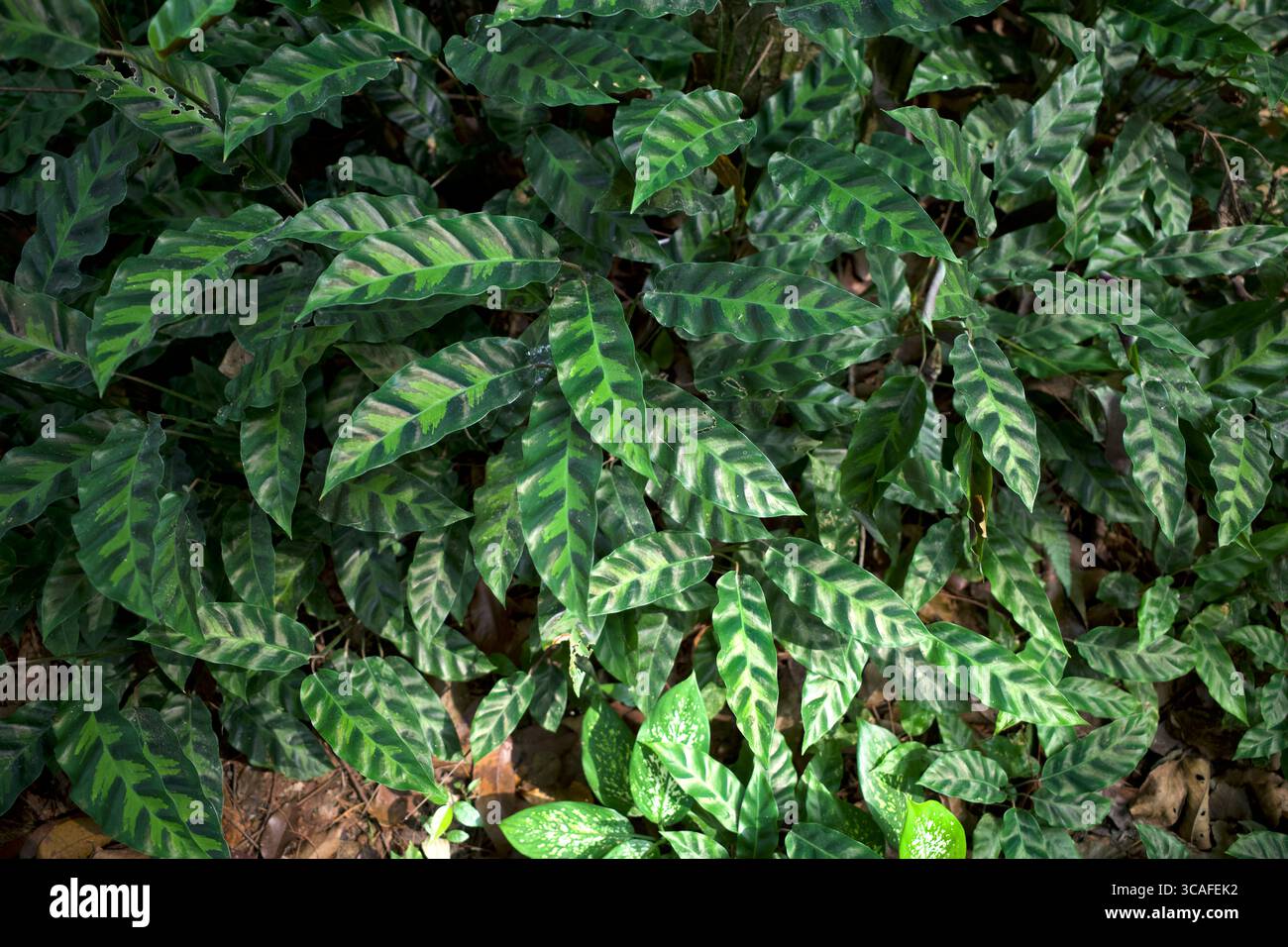 Calathea louisae hi-res stock photography and images - Alamy