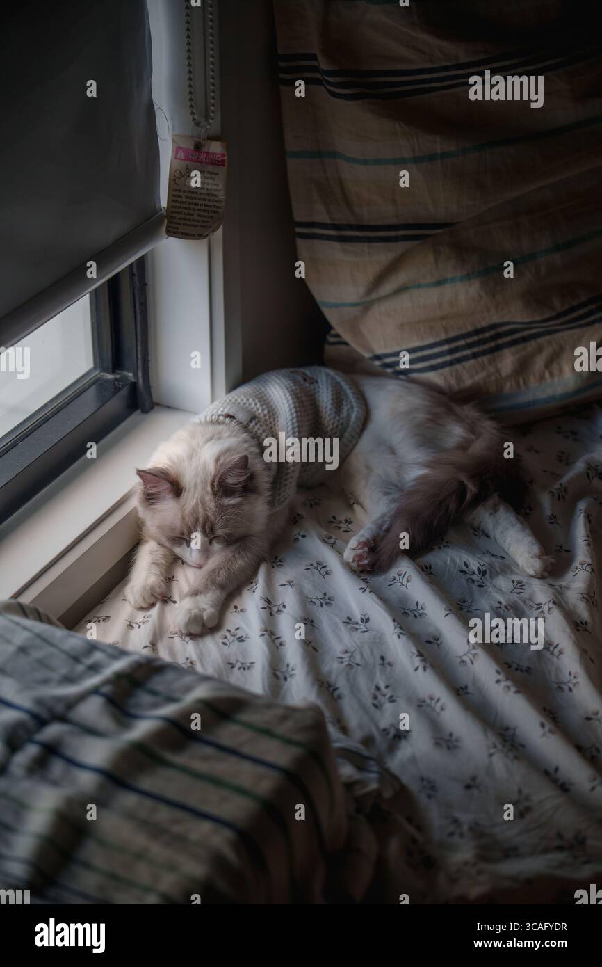 Fuji, the ragdoll cat, naps peacefully on a bed by the window, wearing ...