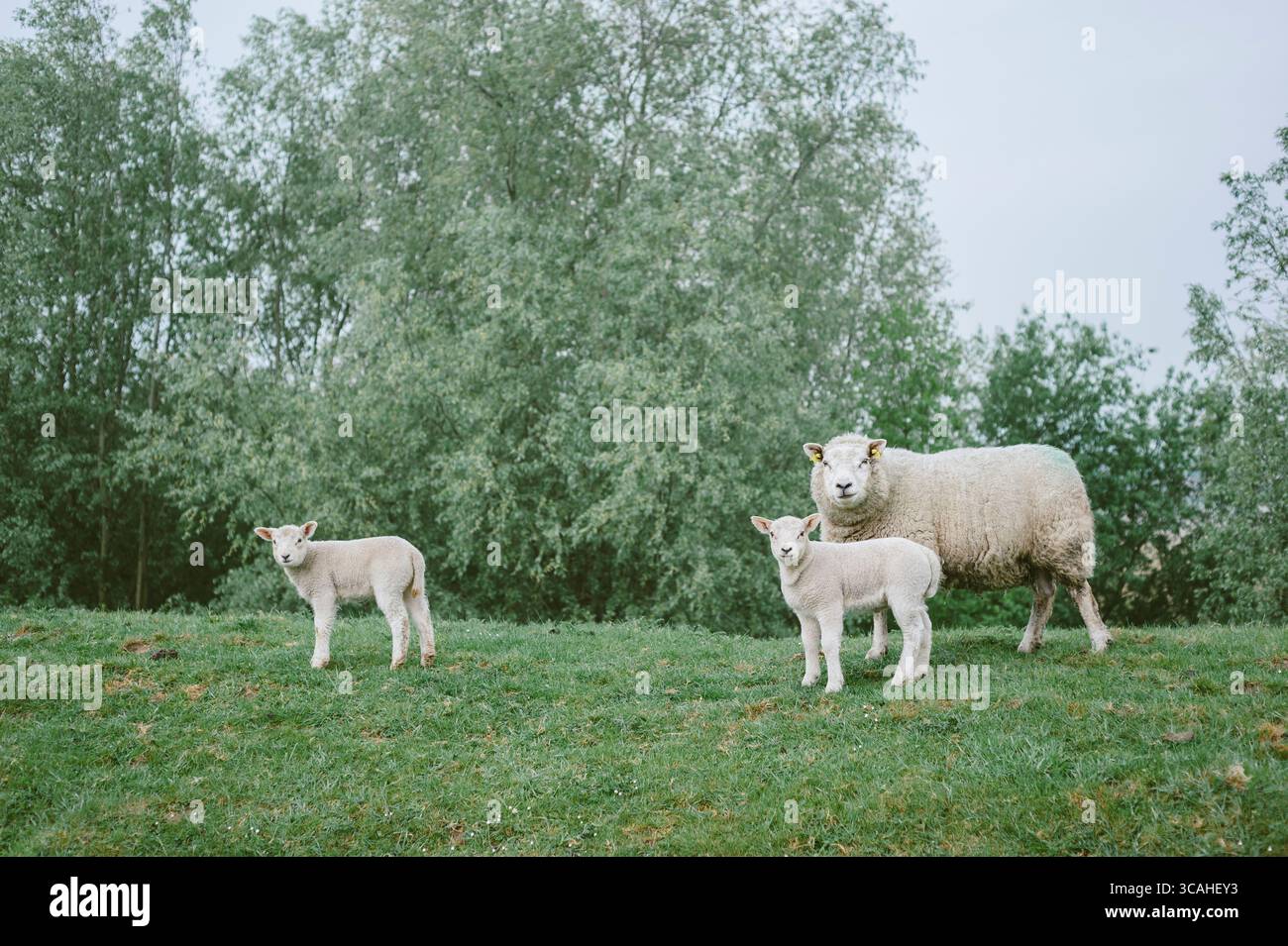 Mother sheep with two lambs Stock Photo - Alamy