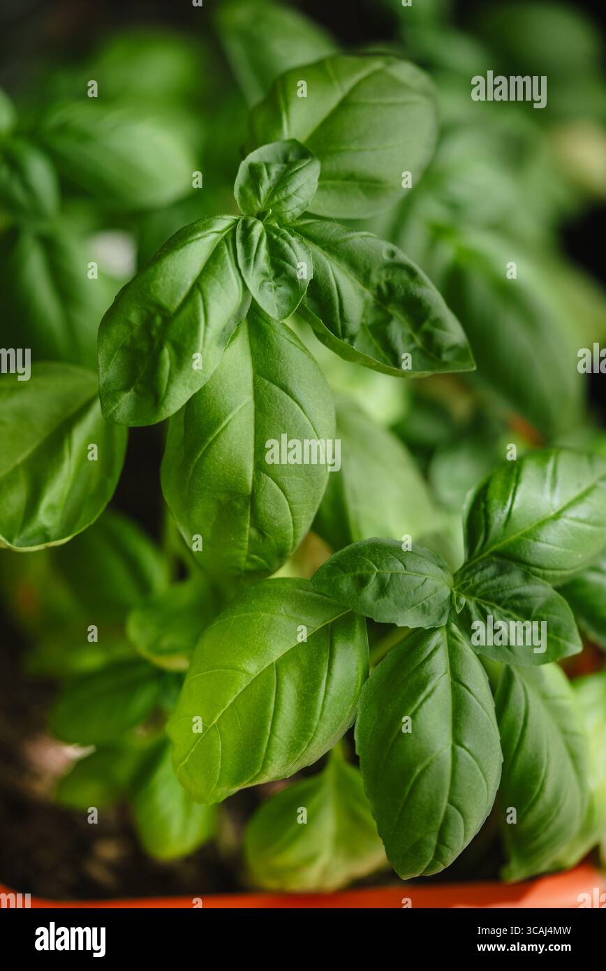 Lush green basil plant thrives in a terracotta pot, showcasing vibrant ...
