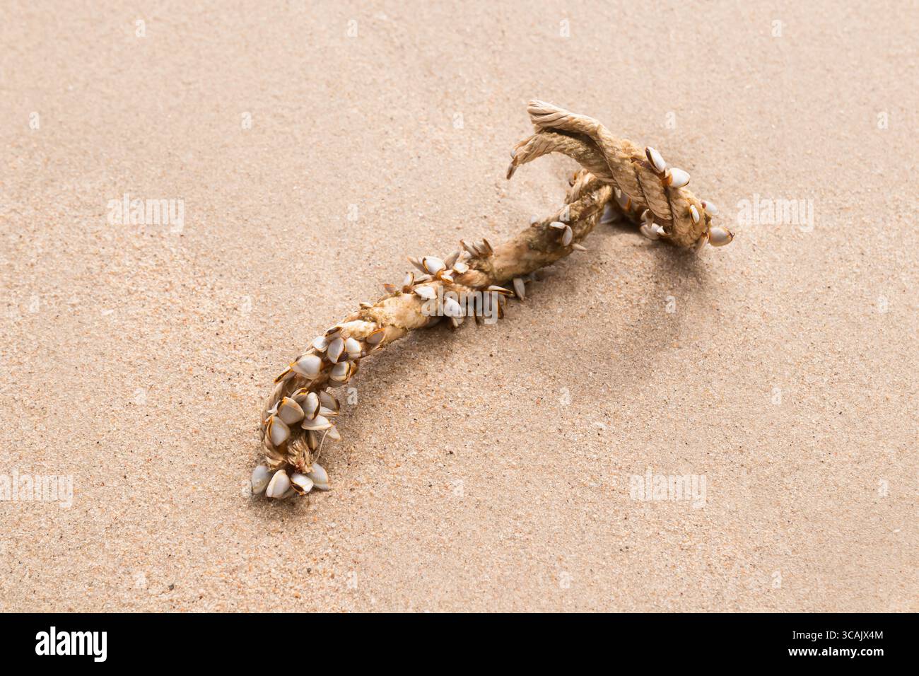 Barnacle Rope Goose barnacles hi-res stock photography and images - Alamy
