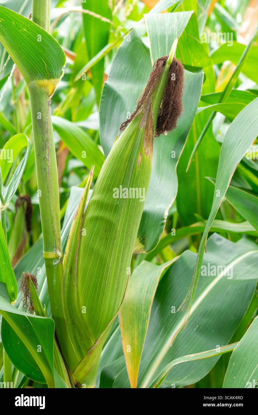 close up corn cobs in corn plantation field Stock Photo