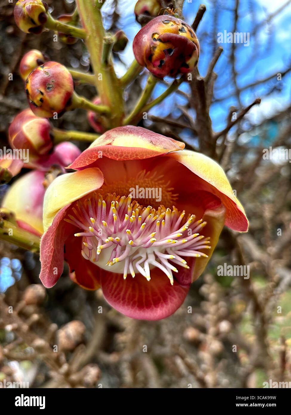 Flower of cannonball tree (Couroupita guianensis) - Smartphone Captured Stock Image