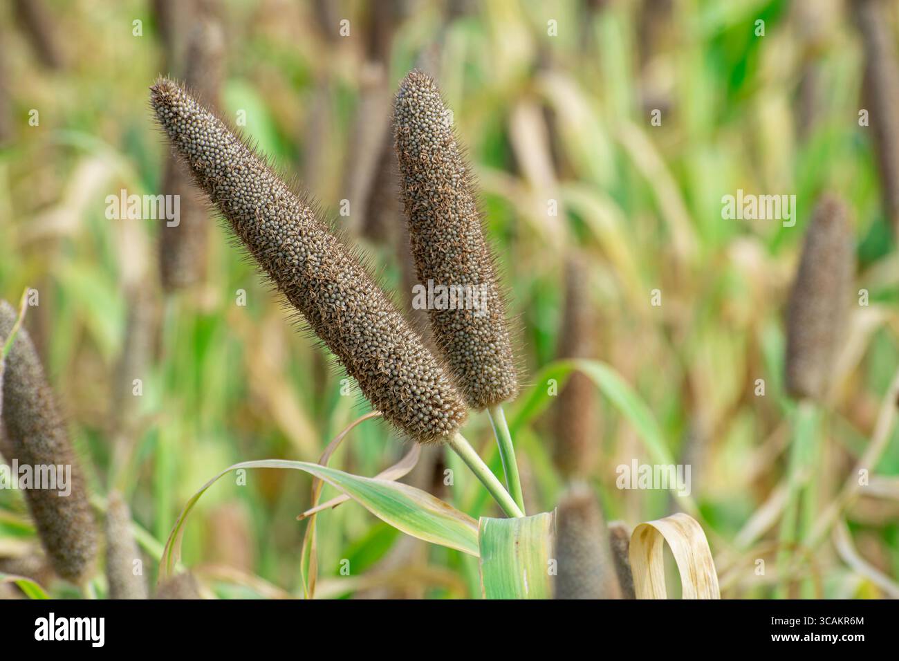 Bajra plant hi-res stock photography and images - Alamy