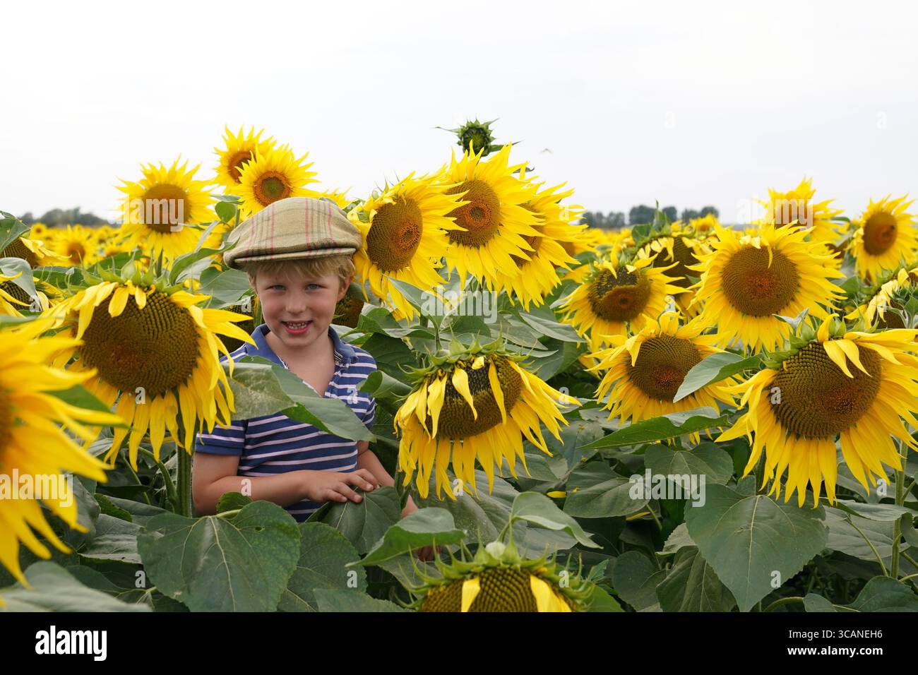 Ralph Taylor, 6, amongst the crop of sunflowers at Vine House Farm in  Deeping St Nicholas in Lincolnshire, which have come into bloom early this  year due to recent dry weather and
