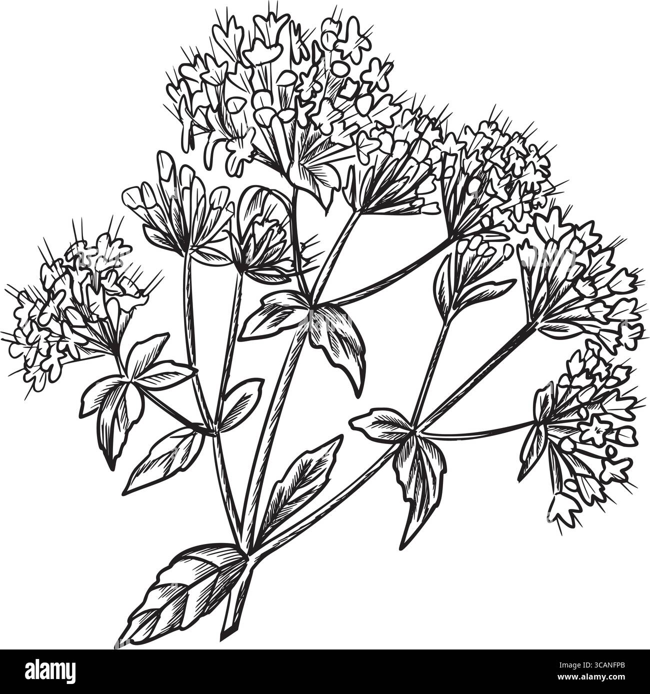 Oregano flowers graphic illustration. Marjoram inflorescence. Hand drawn black and white sketch of aromatic culinary and medicinal herb. For product Stock Vector