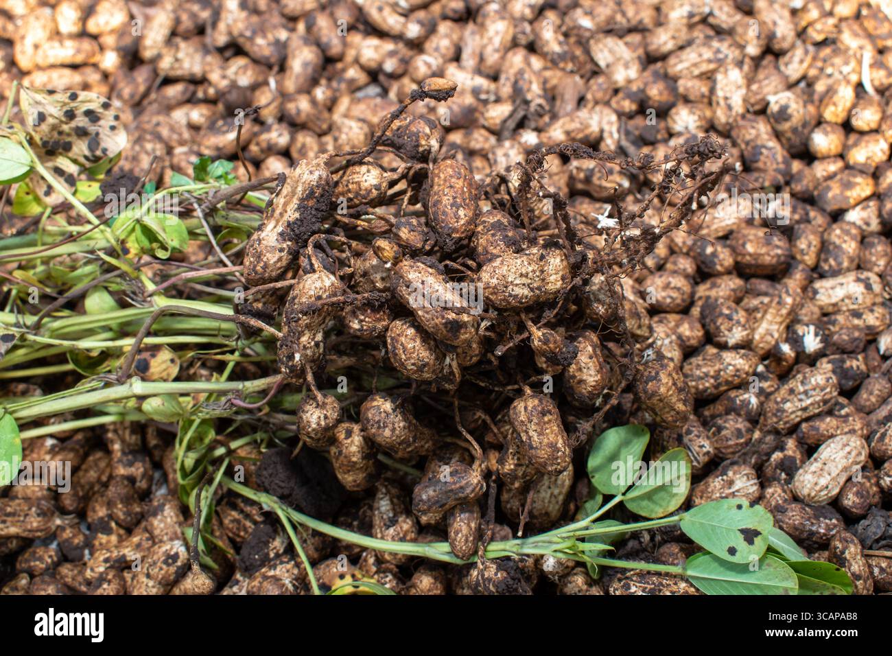 farmer harvest peanut on agriculture plantation, Fresh , raw food, fresh plants with roots. Stock Photo