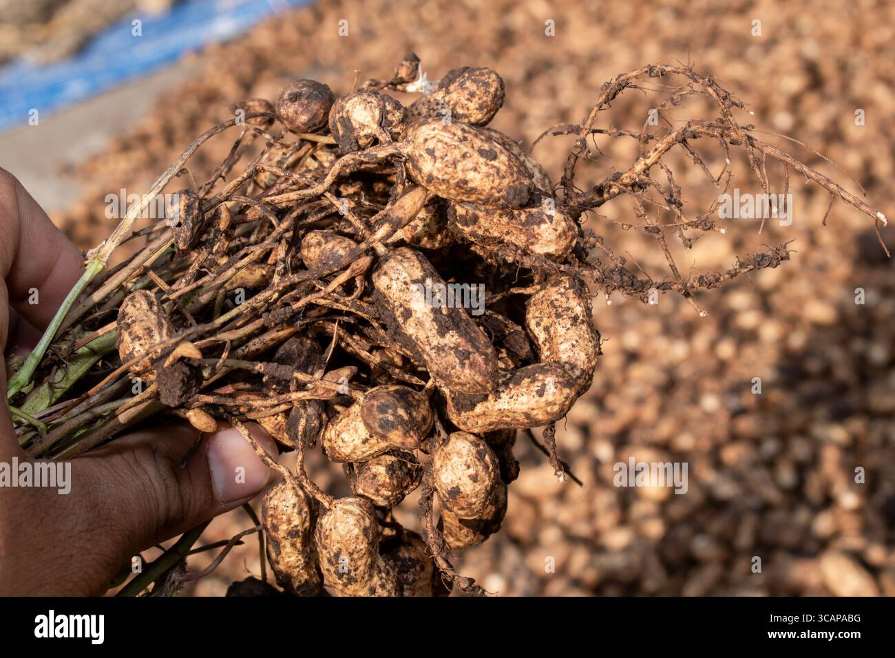 farmer harvest peanut on agriculture plantation, Fresh , raw food, fresh plants with roots. Stock Photo