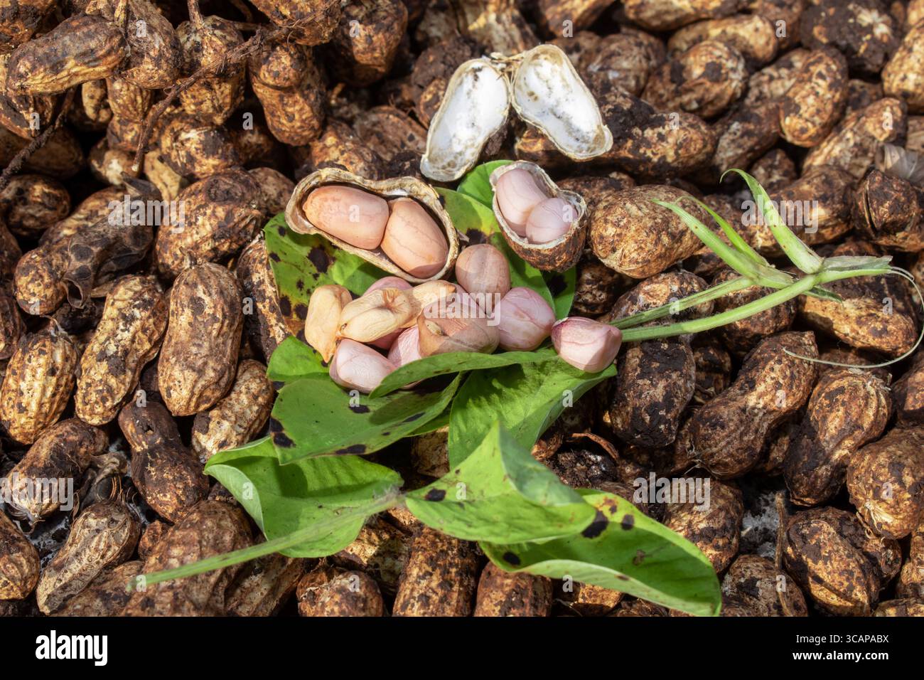 farmer harvest peanut on agriculture plantation, Fresh , raw food, fresh plants with roots. Stock Photo