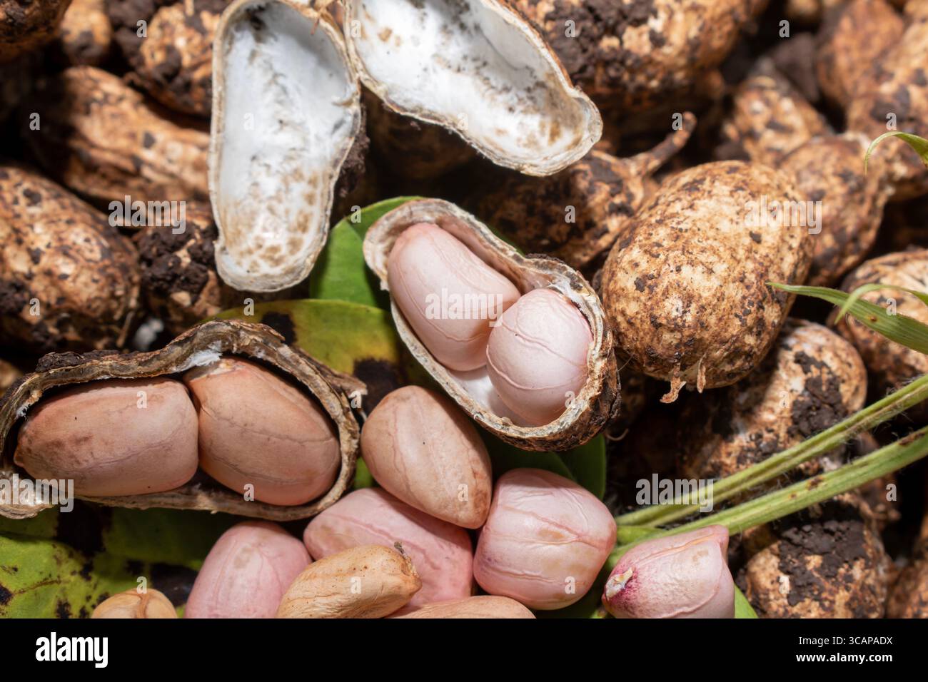 farmer harvest peanut on agriculture plantation, Fresh , raw food, fresh plants with roots. Stock Photo