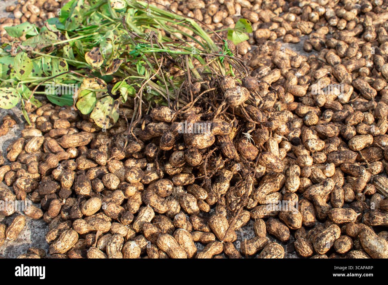 farmer harvest peanut on agriculture plantation, Fresh , raw food, fresh plants with roots. Stock Photo