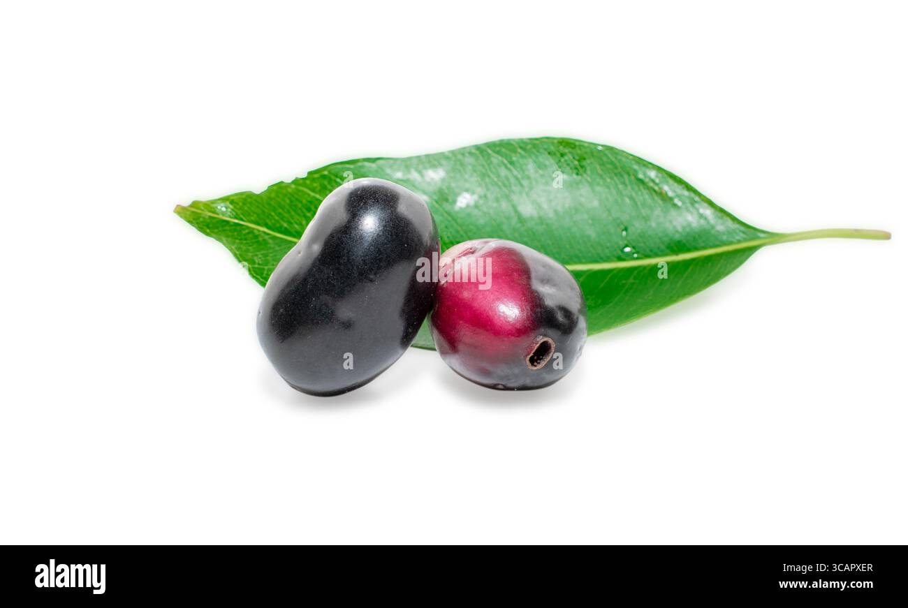 Indian tree jamun Cut Out Stock Images & Pictures - Alamy