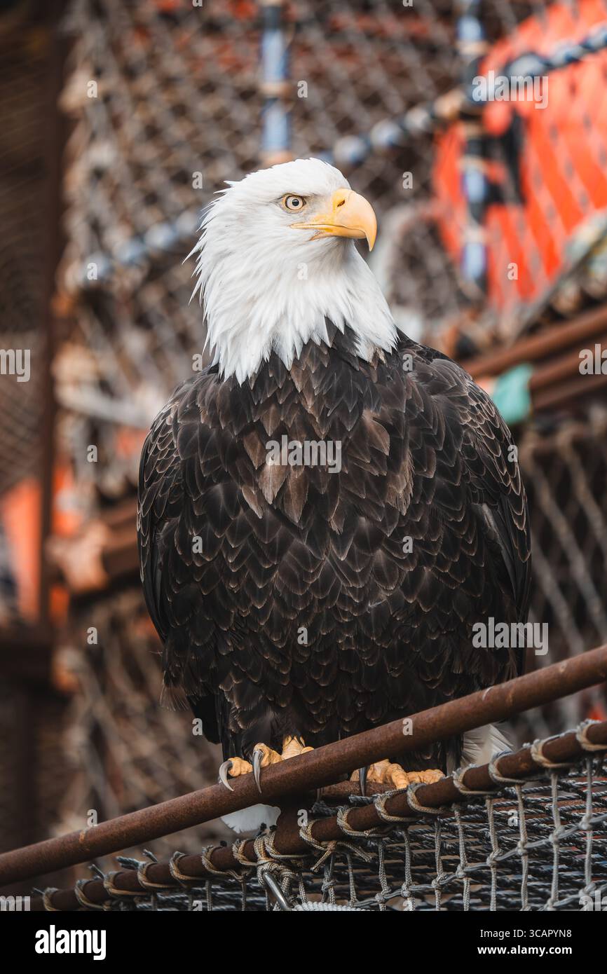 Alaska state bird hi-res stock photography and images - Alamy