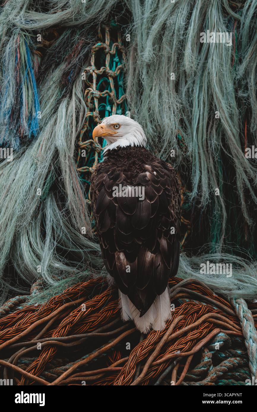 bald eagle fishing net View of a majestic bald eagle sits perched amidst a tangle of fishing nets,  its white head a striking contrast against the weathered ropes, Unalaska,  Alaska, United States Stock Photo