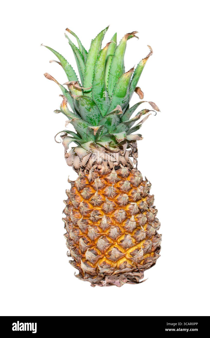Pineapple ( Ananas comosus ) isolated on white background . Pineapple clipping path. Stock Photo