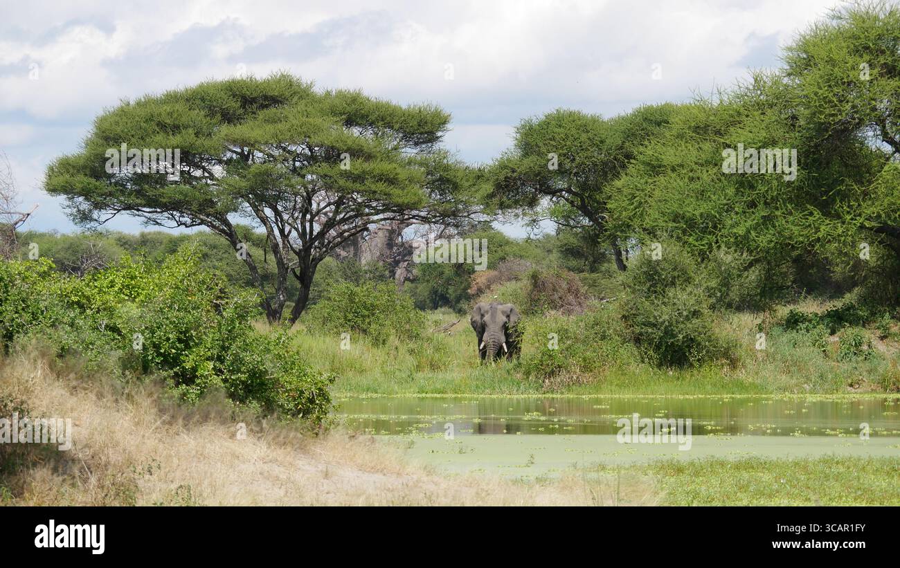 Elephant in Tanzania, Serengeti National Park, Tanzania Stock Photo