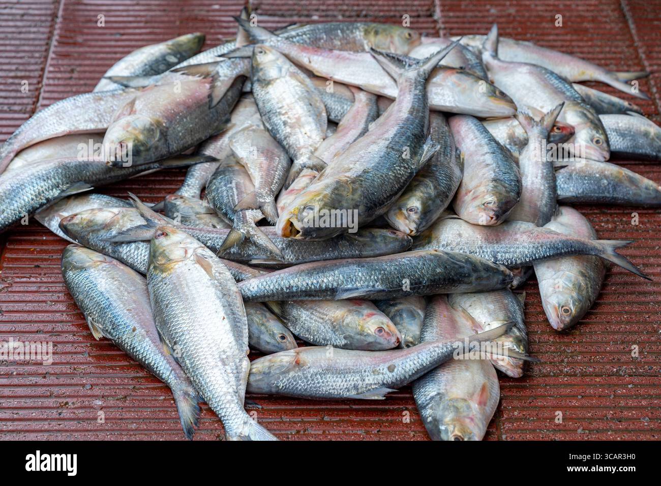 Hilsa fish, scientifically known as Tenualosa ilisha, is a prized fish ...