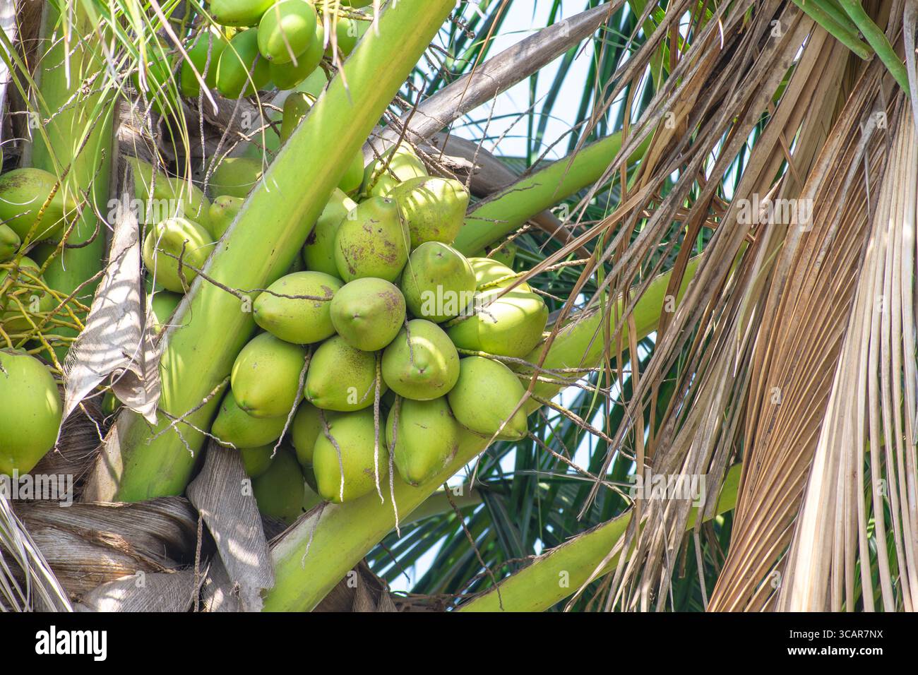 Young coconut fruit on tree Stock Photo