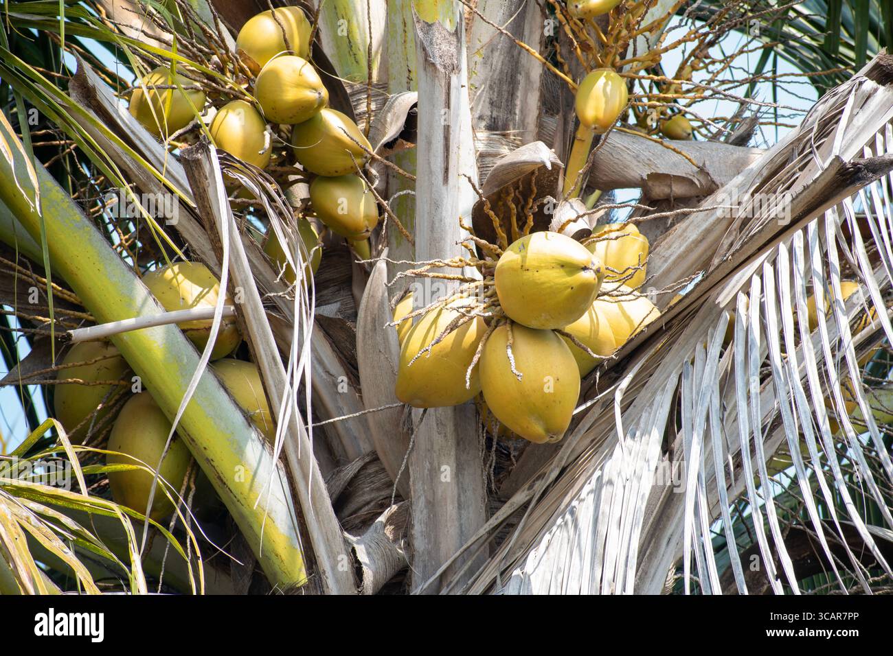 Young coconut fruit on tree Stock Photo