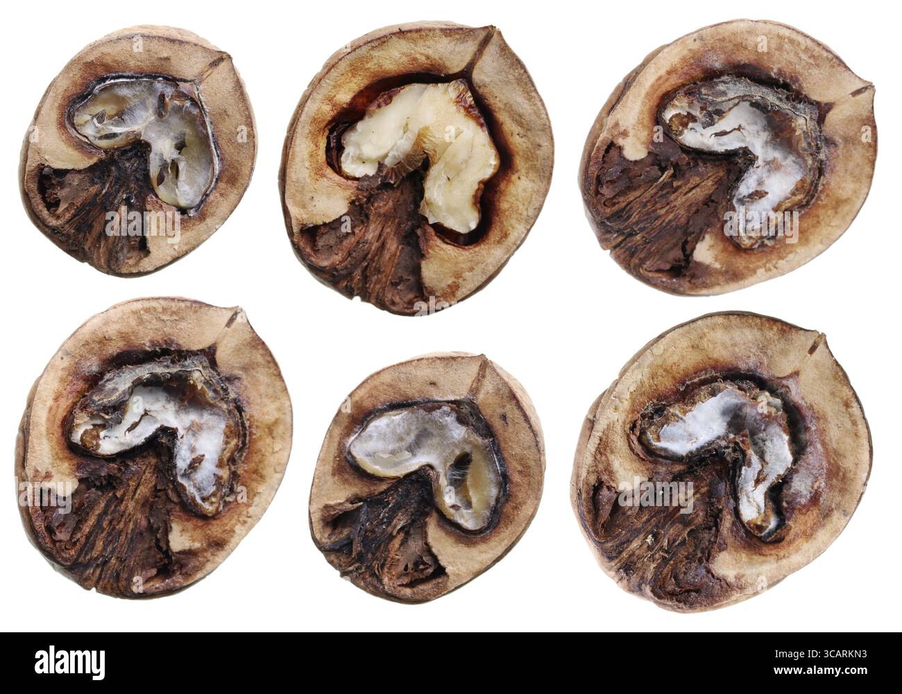 Halves of rotten walnuts set. Isolated on white studio macro shot Stock Photo