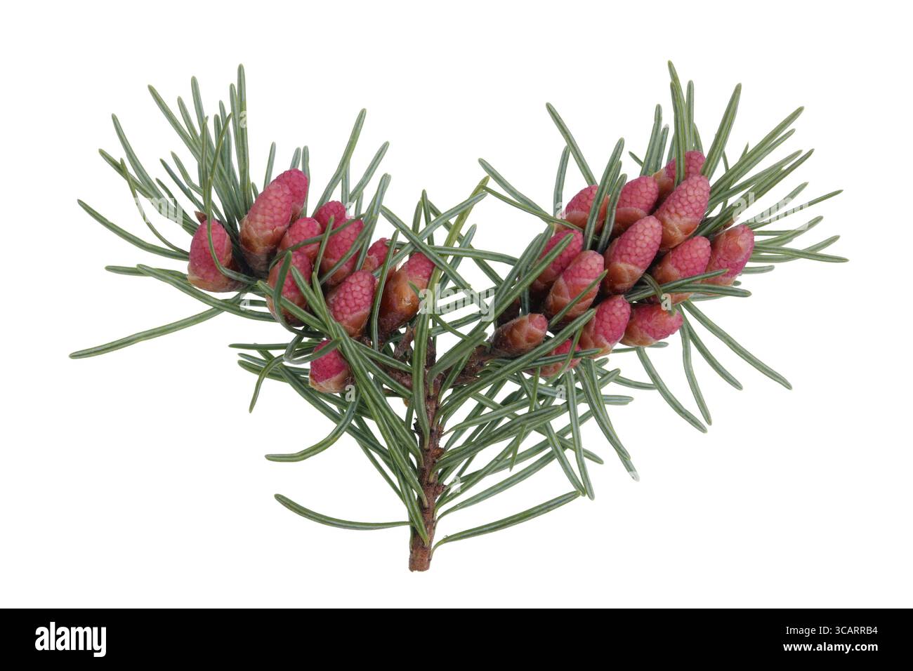 Red April blooming cones of pine tree on branches with sharp needles . Isolated on white macro shot Stock Photo