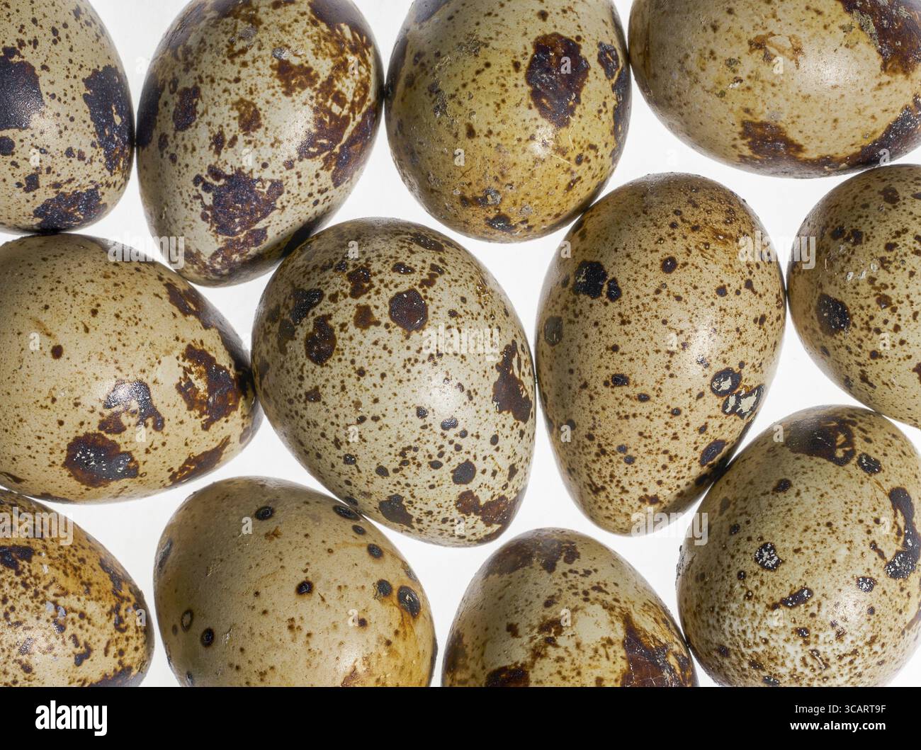 Some brown dappled quail eggs in white back Stock Photo