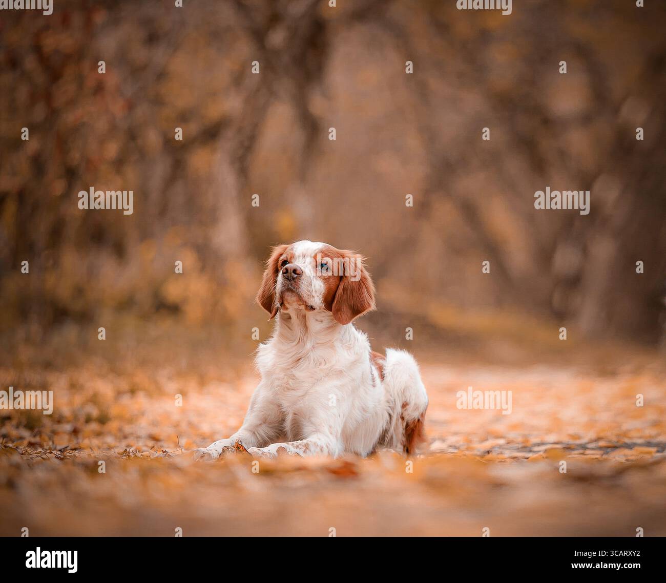 Brittany spaniel coat colors hi-res stock photography and images - Alamy