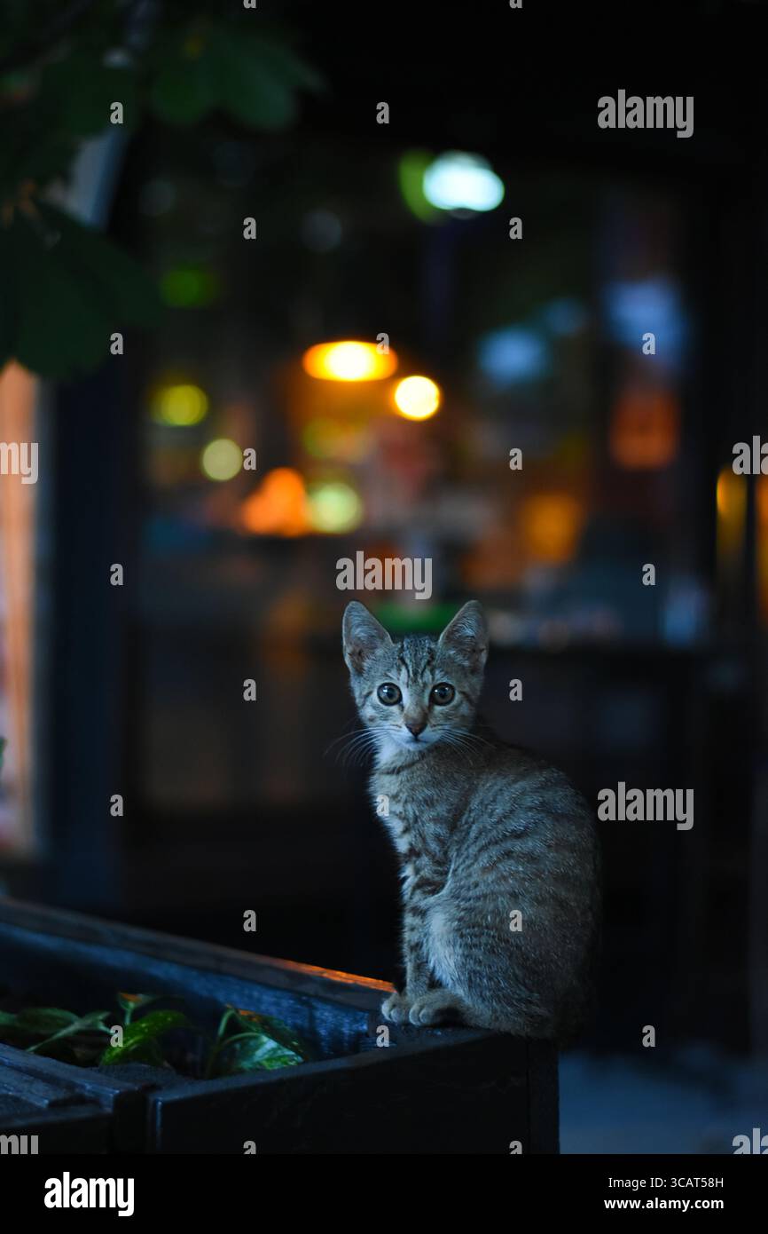 Cute little tabby kitten sitting outside a cafe bar at night, posing looking at the camera Stock Photo