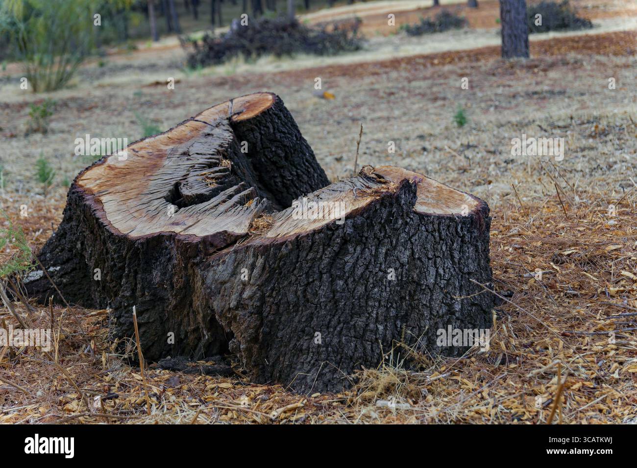 Prominent tree stump hi-res stock photography and images - Alamy