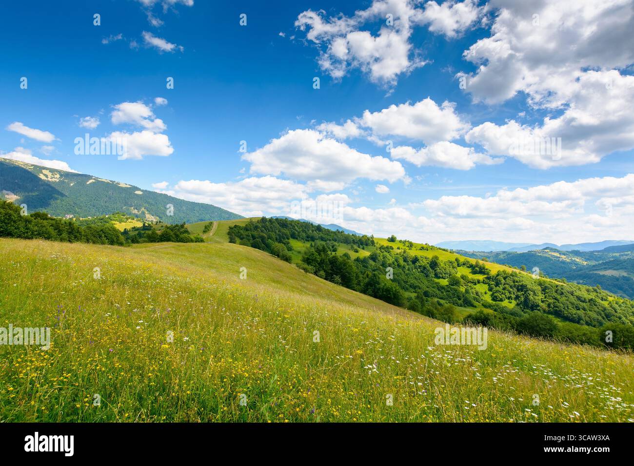 mountain landscape with wide meadow in summer. sky with fluffy clouds on a sunny afternoon. green grass on the pasture rolling through hills in countr Stock Photo