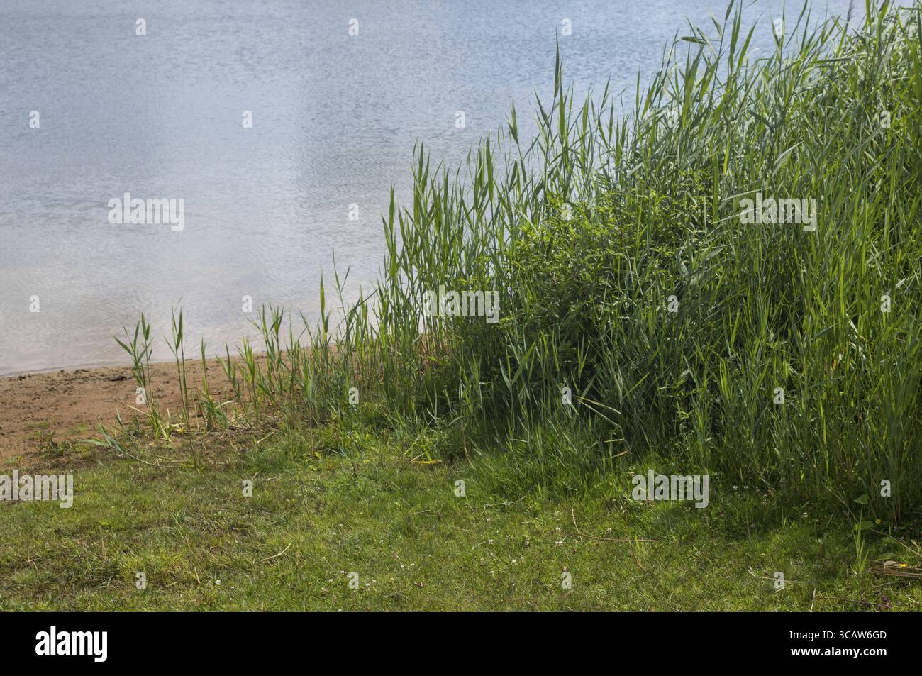 Lush green grass thrives hi-res stock photography and images - Alamy