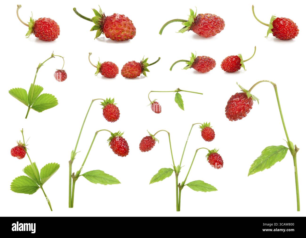 Red strawberry berries and bushes set collage isolated macro Stock ...