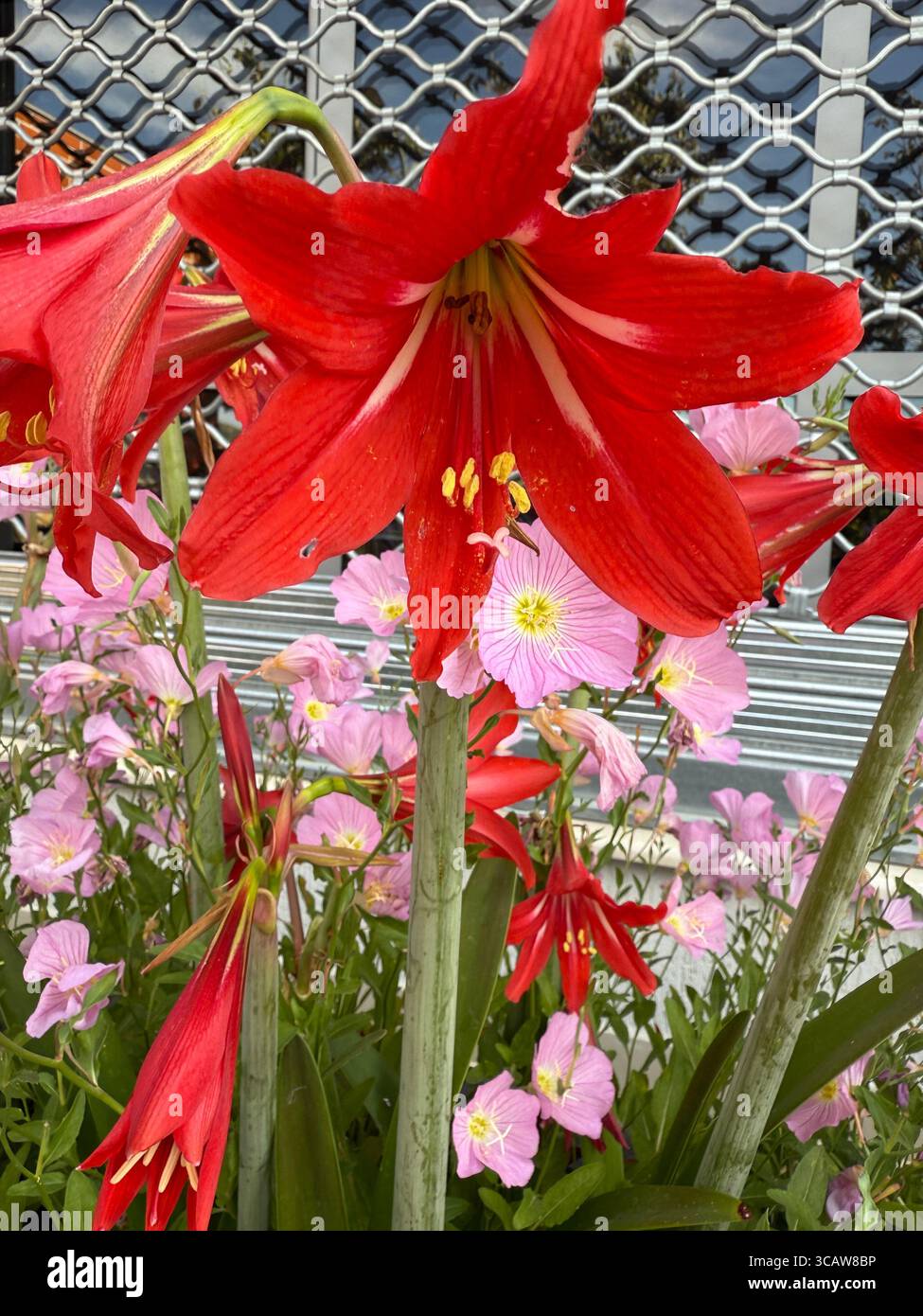 Hippeastrum bulbs hi-res stock photography and images - Alamy