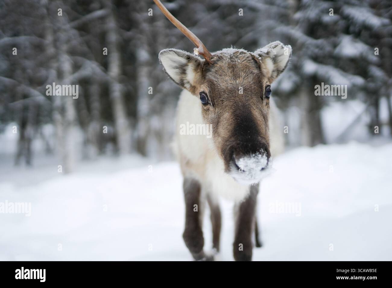 Reindeer arctic circle, Lapland, Finland Stock Photo