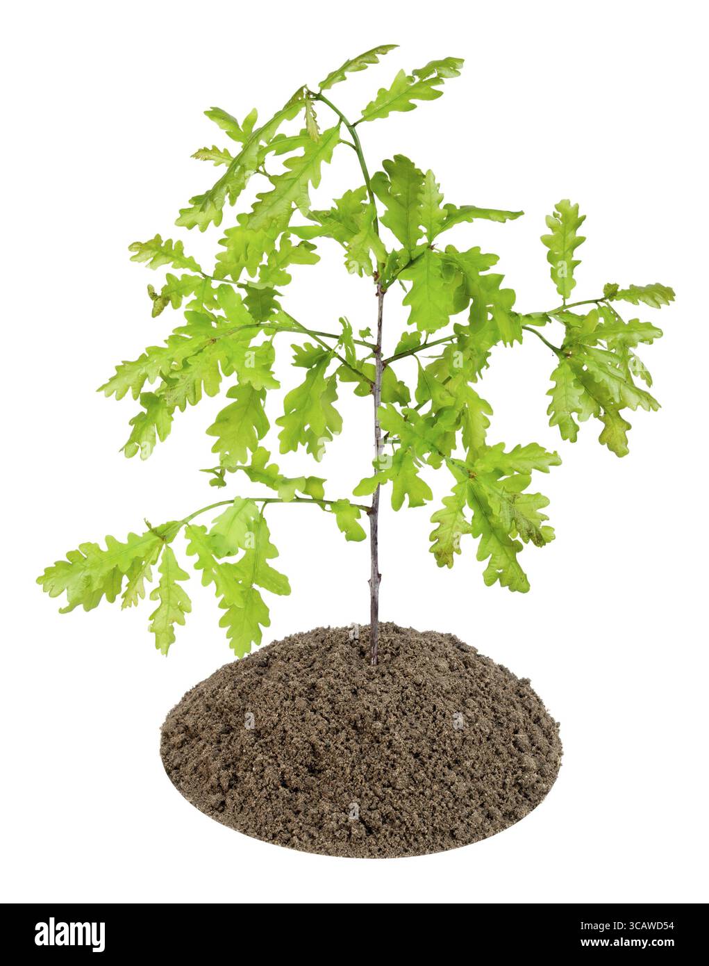 Small sapling, sprout of the European oak tree has grown on a bed from ...