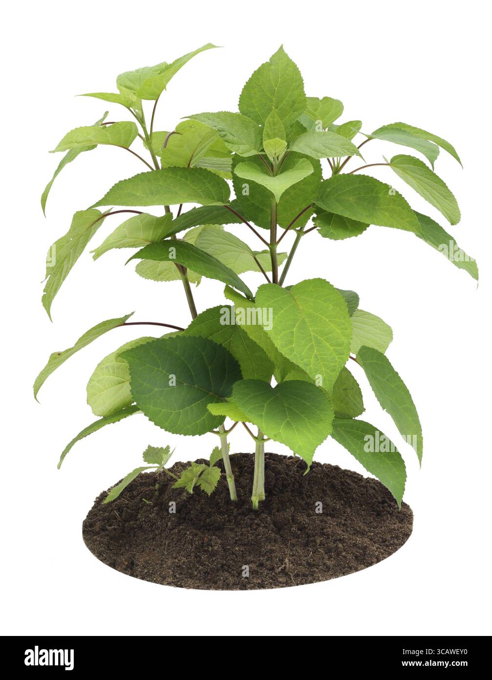 Young sapling, sprout a garden Hydrangea isolated on white Stock Photo