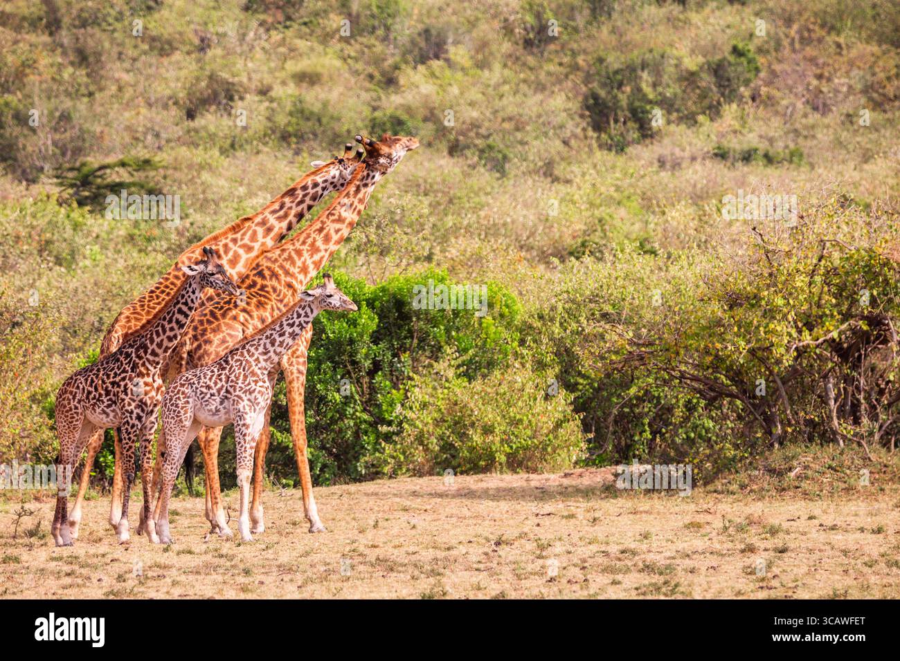 Group giraffes in bush in hi-res stock photography and images - Alamy